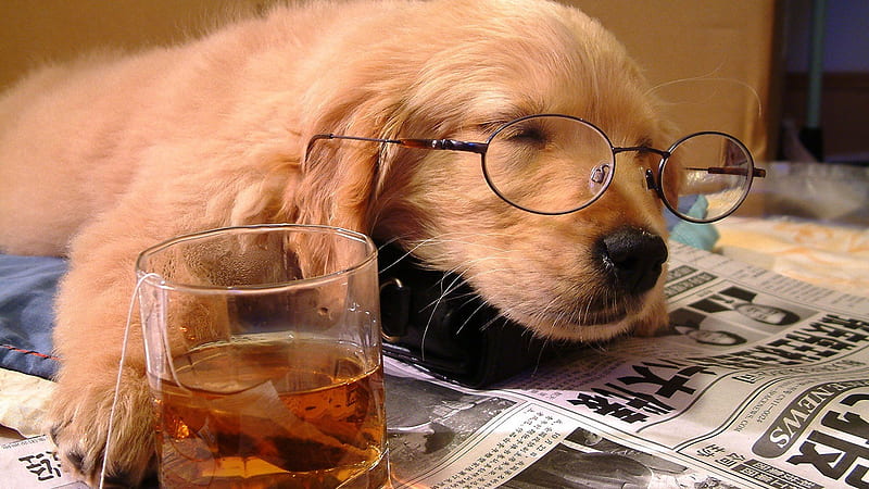 Drunken Dog, Eyeglasses, Dog, Glass, Wine, HD wallpaper