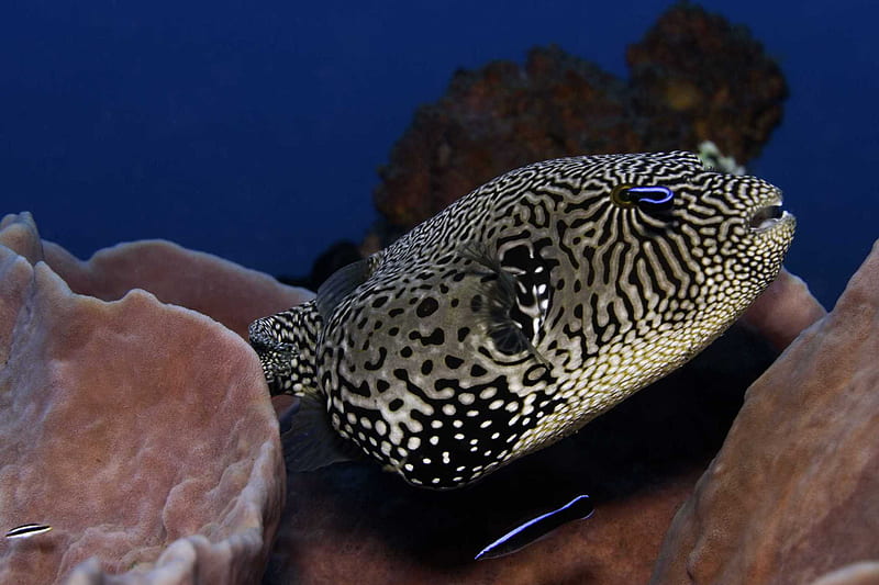 Under the Sea 3D, southeast asia, fish, pufferfish, asia, under the sea, xxl, warner brother, wb, indonesia, imax, HD wallpaper