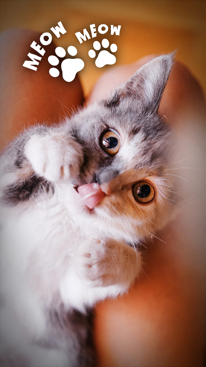 Cute Cat 101, animal, bonito, happy, like, love, omg, pet, wow, HD ...