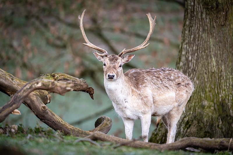 deer, animal, antlers, glance, wildlife, HD wallpaper