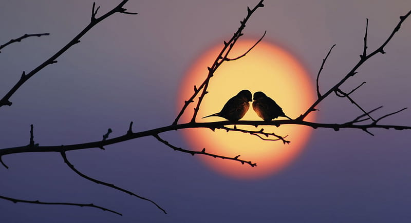 To love is urgent, with love, at sunset, love, branch, pure feeling, birds couple, HD wallpaper