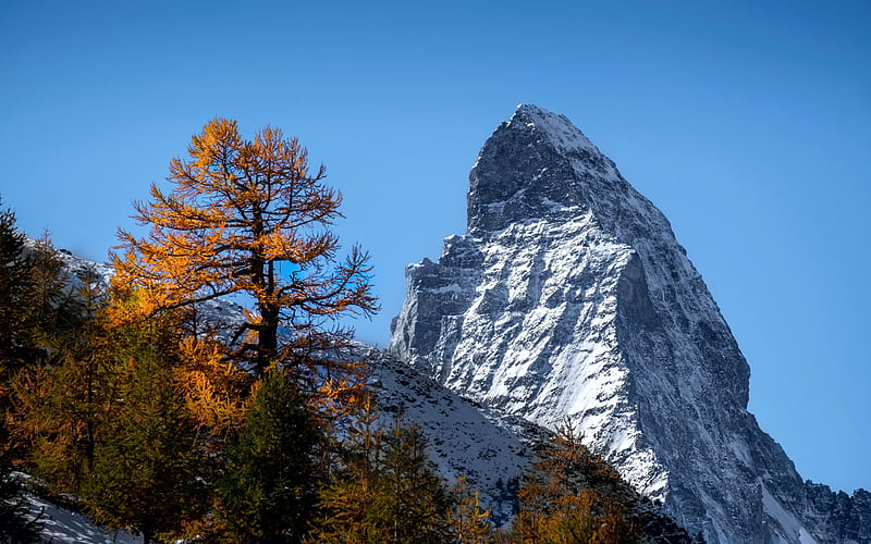 Old larch in its golden autumn colours with the Matterhorn in the background, tree, sky, alps, switzerland, HD wallpaper