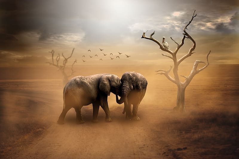 Elephants, Bird, Animal, , African Bush Elephant, Dead Tree, HD wallpaper
