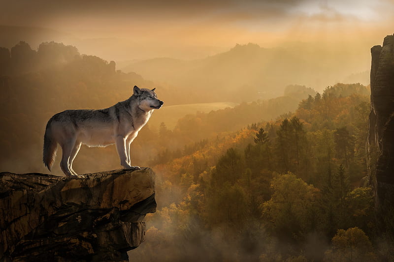 Wolf Standing On Edge , wolf, animals, predator, HD wallpaper