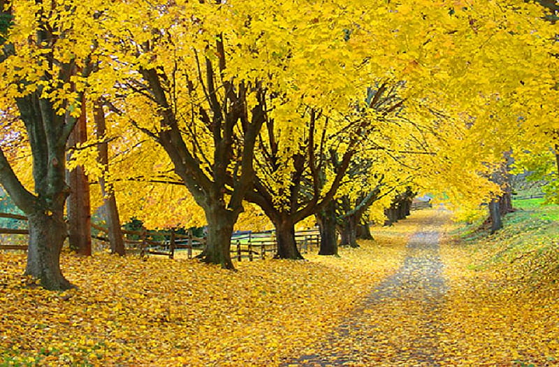 Maple Lane., fall, autumn, tree, maple, path, lane, road, leaf, HD ...