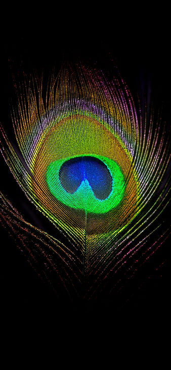 Peacock feather, art, abhilasha dhomse, paun, feather, peacock, black,  watyer, HD wallpaper | Peakpx