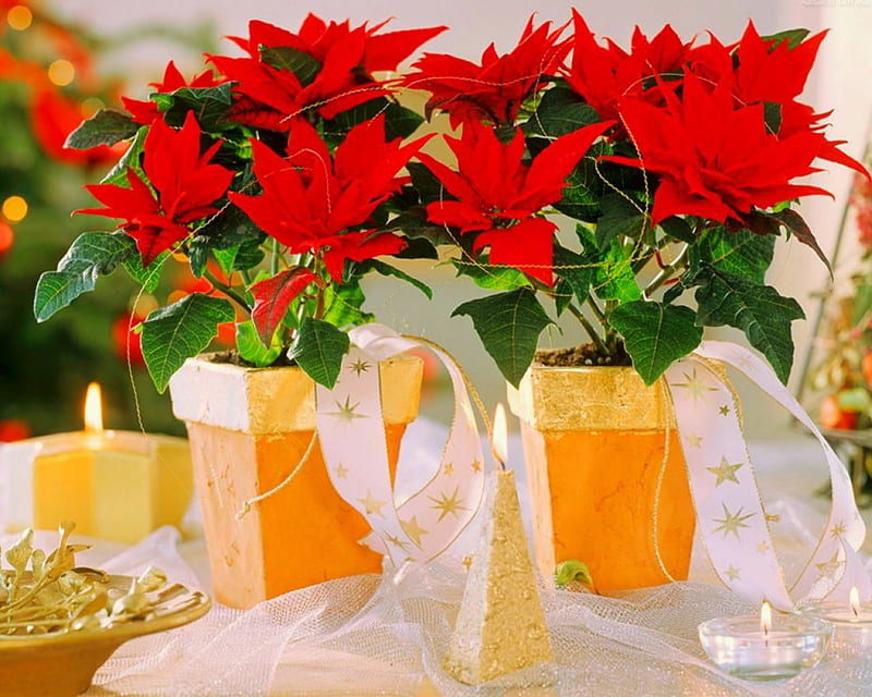 Poinsettia, cande, red, flowers, HD wallpaper Poinsettia, cande, red, flowers, HD wallpaper