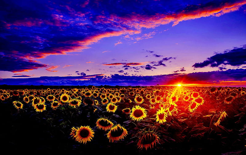 SPRING SUNSET sunset nature sunflower field HD wallpaper  Peakpx