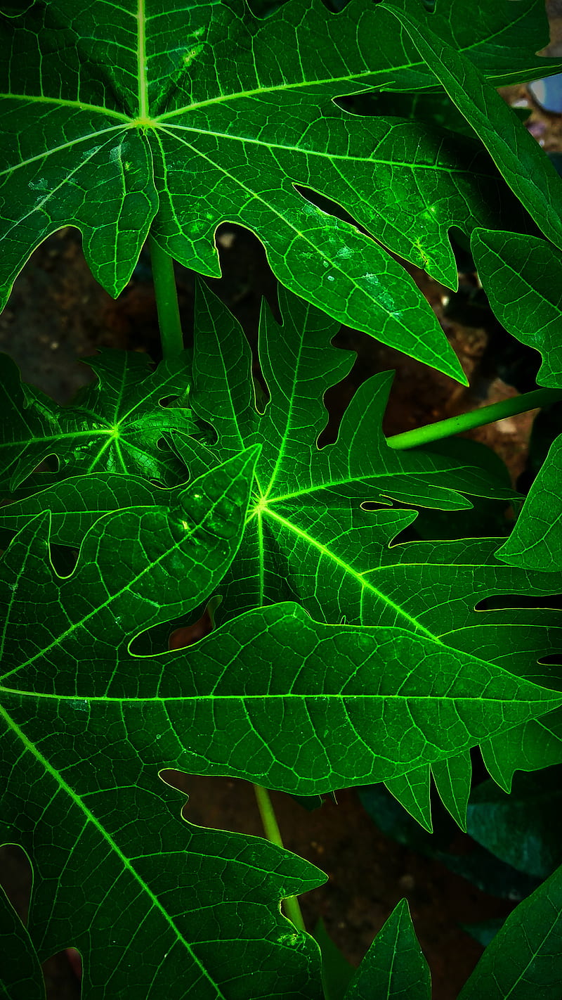 Leaf, papaya, HD phone wallpaper