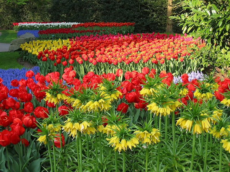 Butchart Gardens, Canada, plants, blossoms, colors, lilies, spring, British Caledonia, tulips, HD wallpaper