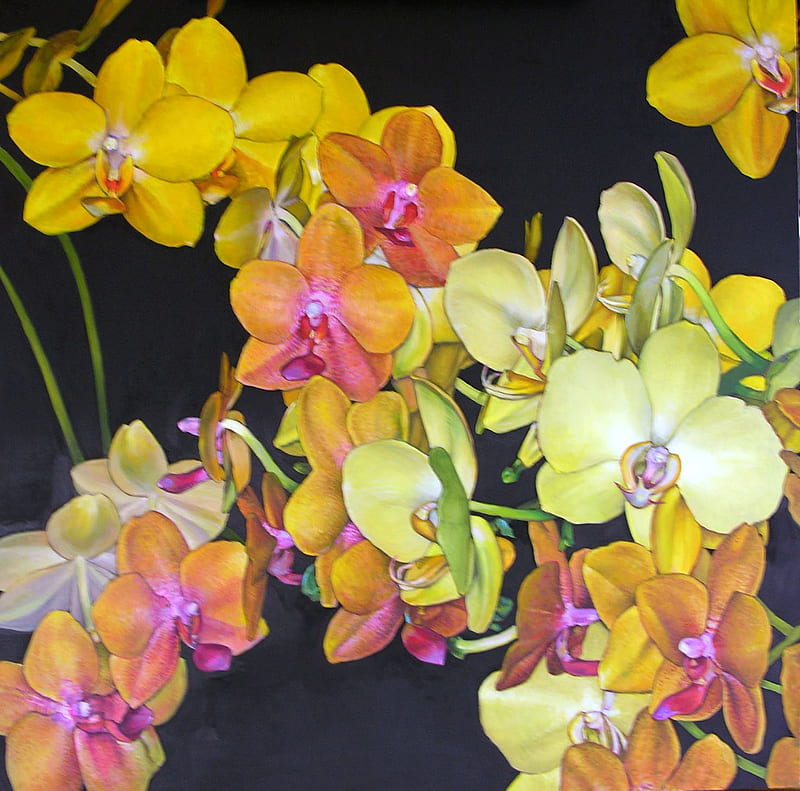 Yellow Medley, pretty, cyclamens, orange, stems, yellow, white, HD wallpaper