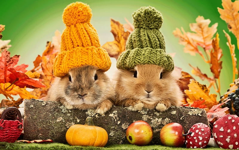 Autumn rabbits, pretty, fall, rabbit, autumn, fruits, adorable, sweet, cute, leaves, bunny, friends, HD wallpaper