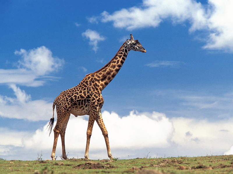 Giraffe, giraffes, animals, HD wallpaper