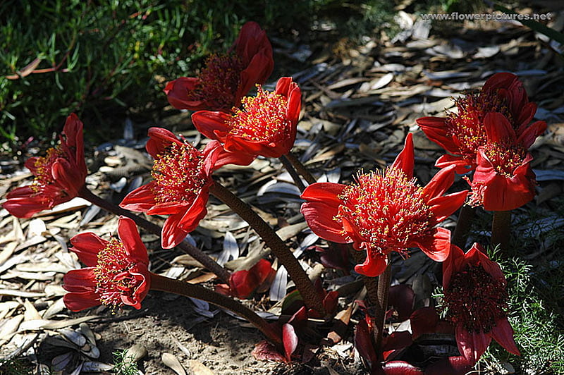 Lirio de sangre, lirio, rojo, flores, sangre, Fondo de pantalla HD | Peakpx