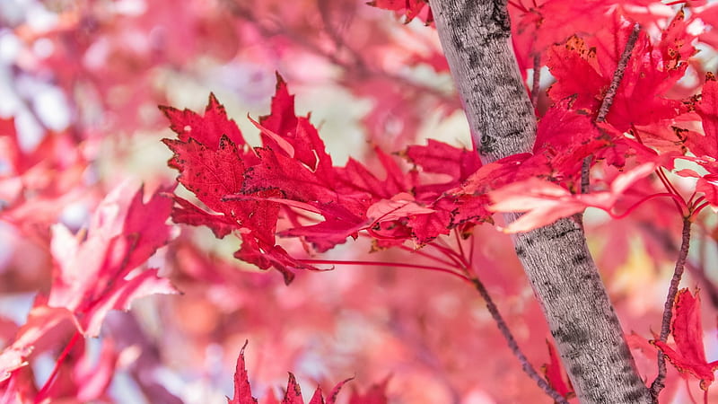 Closeup View Of Red Autumn Leaves In Blur Background Nature, HD wallpaper