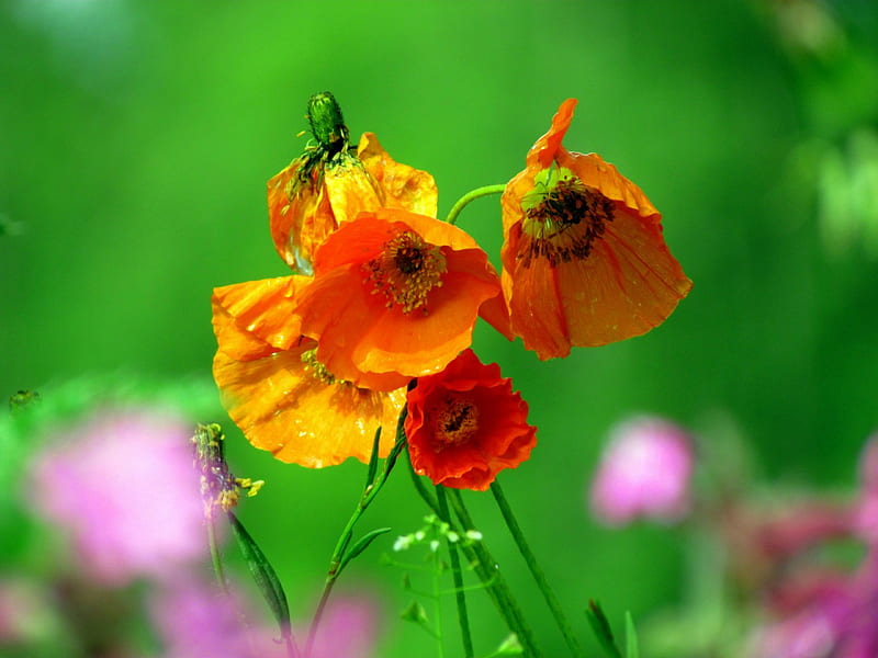 Poppies, bright, summer, green, orange, HD wallpaper
