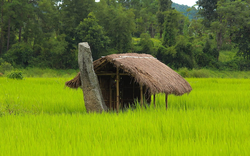 Bamboo Hut, nature, hut, green, bamboo, HD wallpaper