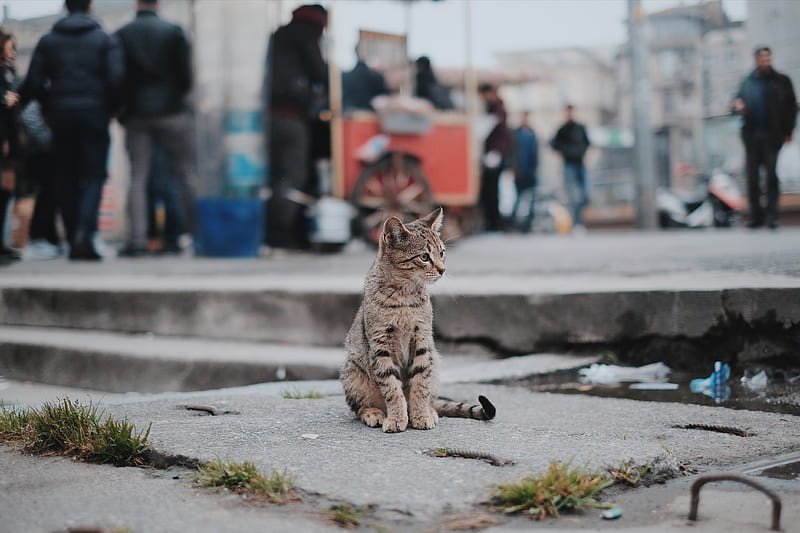 brown tabby cat sitting on concrete, HD wallpaper