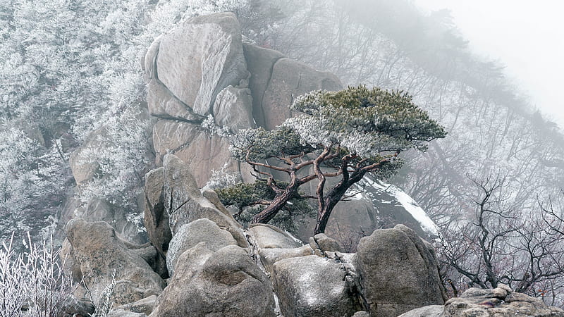 Asia Mountain Forest With Boulders And Pine Trees With Fog During Winter Winter, HD wallpaper