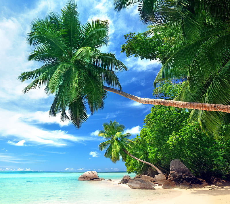 Tropical Beach, beach, coast, palms, sea, summer, tropics, HD wallpaper