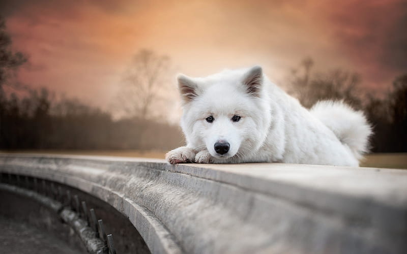 Samoyed, street, white dog, puppy, autumn, cute animals, furry dog, dogs, pets, Samoyed Dog, HD wallpaper