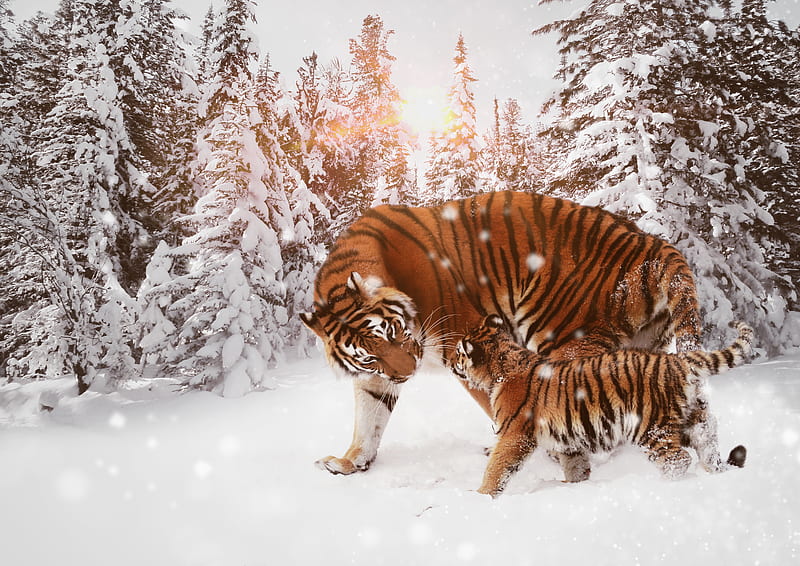 Tiger With Cub , tiger, animals, cub, winter, snow, HD wallpaper