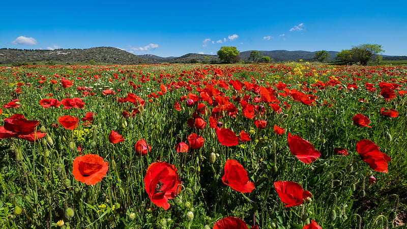 Red Spring Common Poppy Flowers Field Green Grass Leaves Buds Flowers, HD wallpaper