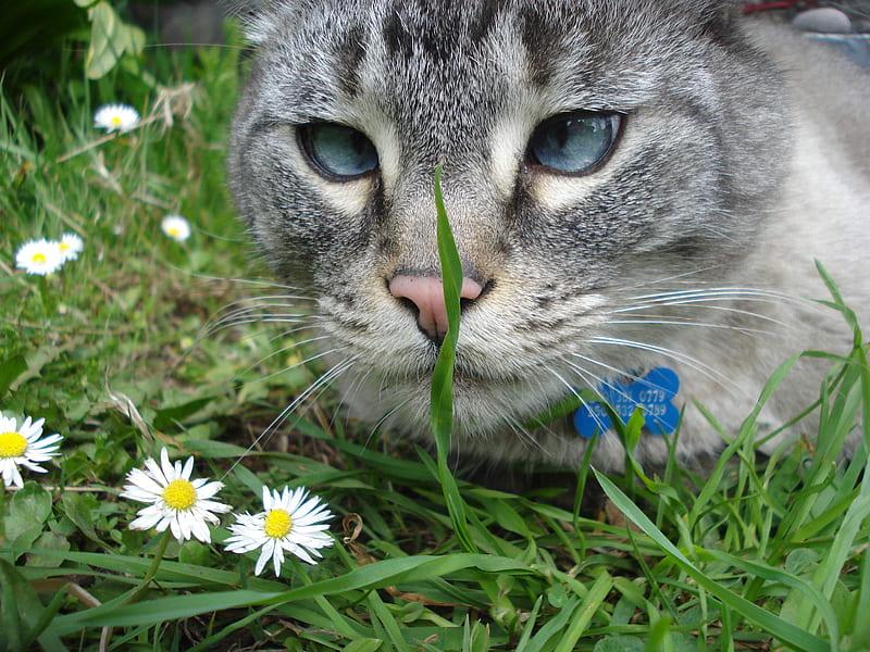 MY NAME IS HENRY, gris, daisies, pretty, cat, HD wallpaper