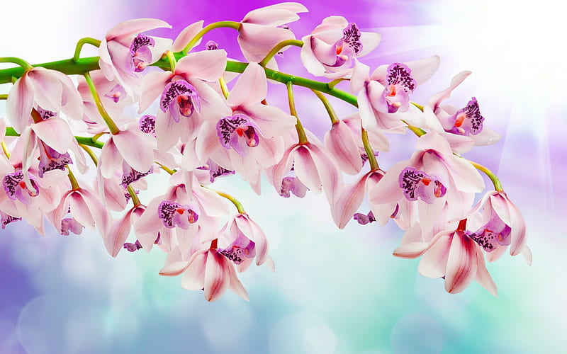 beautiful flowers, orchids, pink orchid, an orchid branch, HD wallpaper