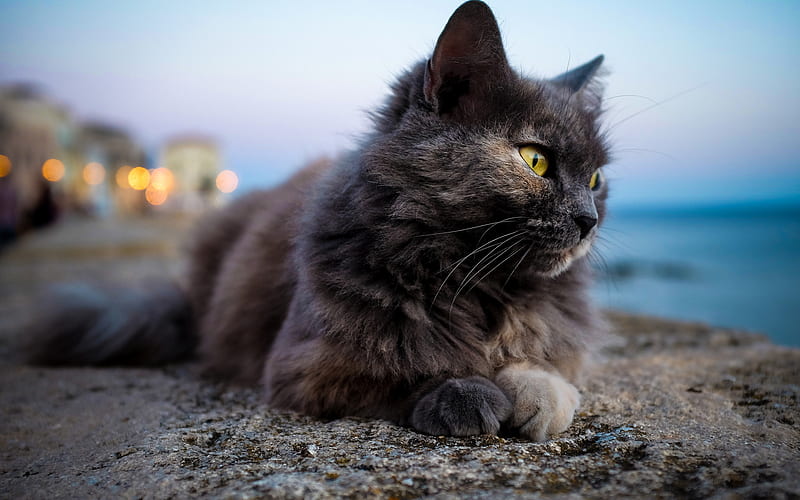 Persian Cat, bokeh, close-up, gray cat, fluffy cat, cats, domestic cats, pets, Persian, HD wallpaper