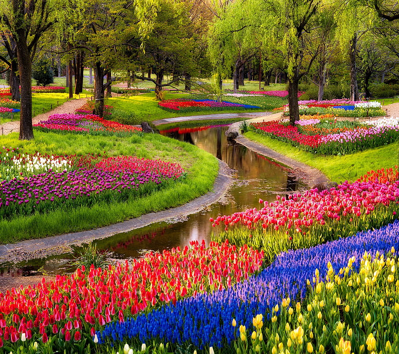 Garden, flower, plant, river, tree, tulip, HD wallpaper