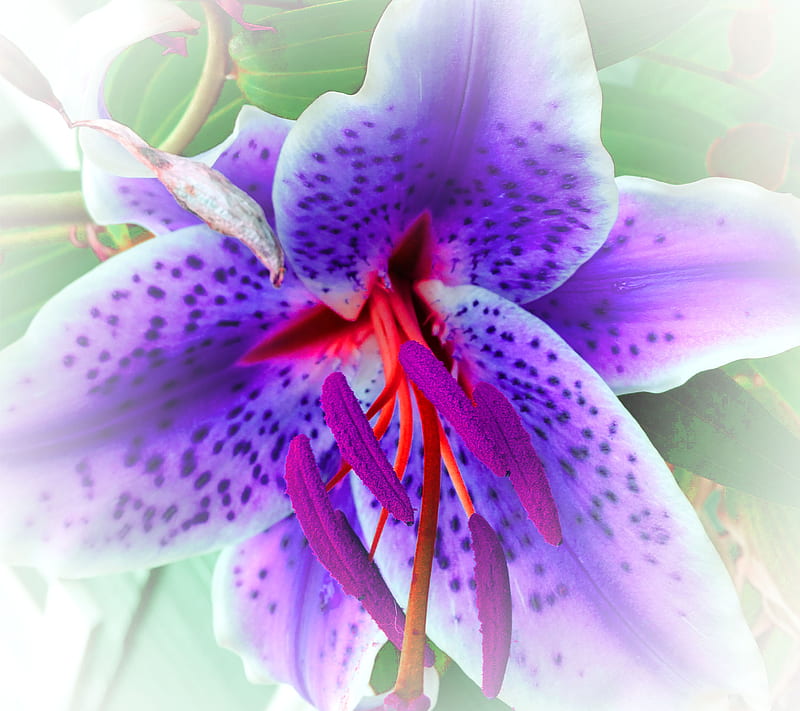 Purple Flower, flowers, iris, lily, rose, tulip, HD wallpaper