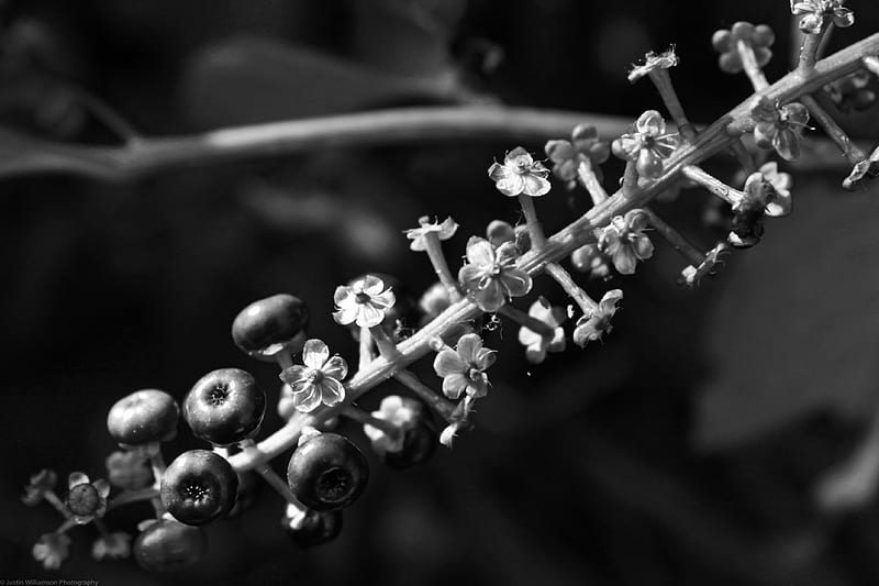 Wild Growth, black and white, flowers, berries, woods, HD wallpaper