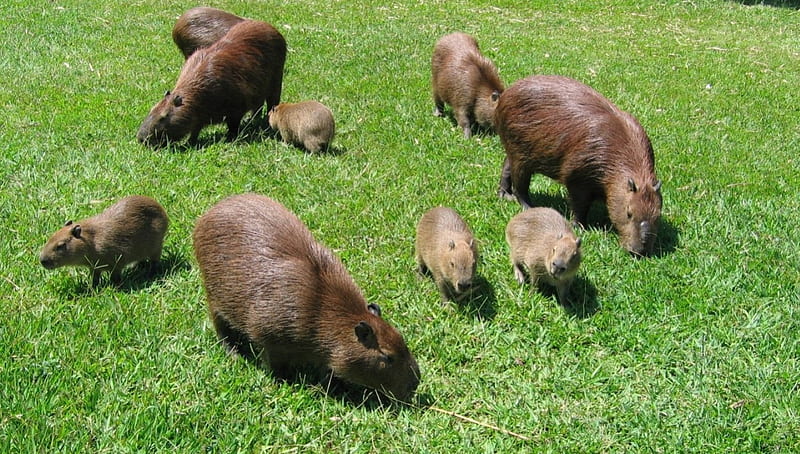 Capybara Wallpaper  iXpap  Капибара Животные Смешные животные