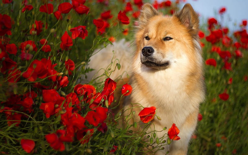 Flower Dog, cute, puppies, animals, dogs, HD wallpaper | Peakpx