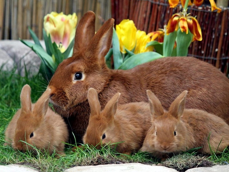 Easter Bunny Family, Family, Easter, holiday, Bunny, animal, HD wallpaper