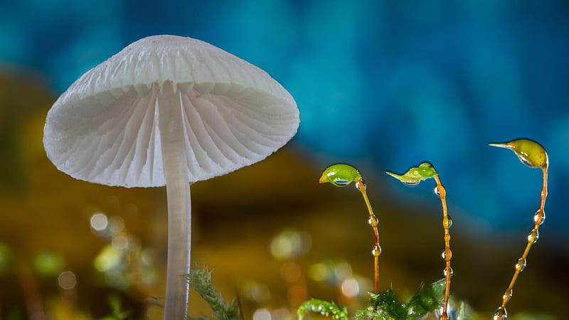 Closeup View Of White Mushroom In Blur Blue Background Mushroom, HD wallpaper