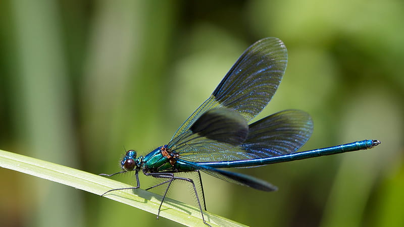 blue dragonfly, dragonfly, insect, blue, animal, HD wallpaper