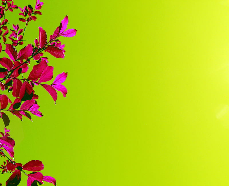 Pink Flowers, bright, leaves, lime green shades, HD wallpaper