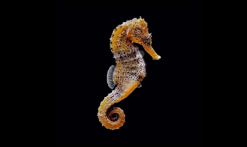 Fishes, Animals, ctiology, Seahorse, HD wallpaper