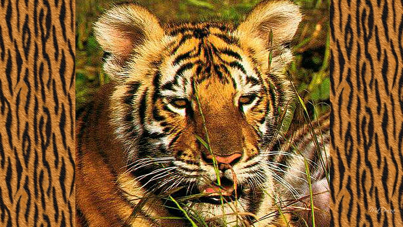 Young Tiger, young, tiger skin, cub, firefox persona, tiger, cat, fur, HD wallpaper