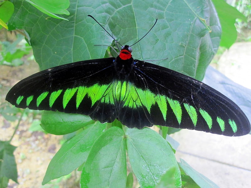 Rajah Brooke's Birdwing, butterflies, butterfly, green, animals, HD wallpaper