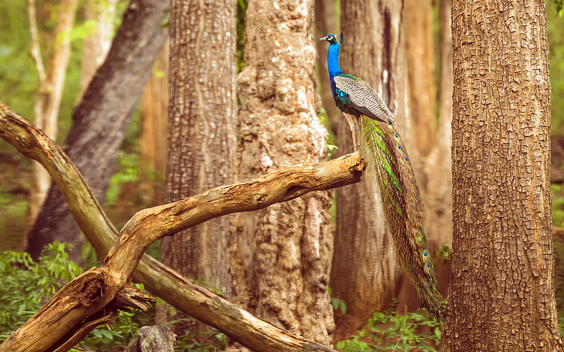 Peacock Nagarahole National Park India 2022 Bing, HD wallpaper