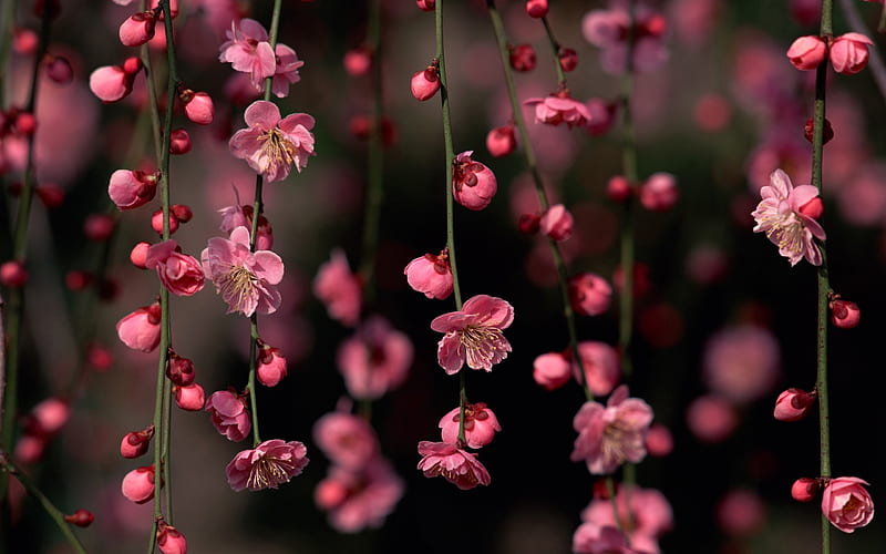 blossom-spring Album, HD wallpaper