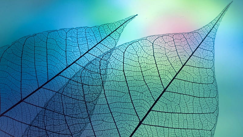 Transparent Leaves, colorful, leaves, graphy, macro, HD wallpaper