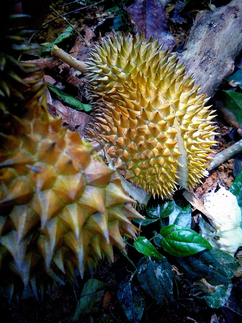 Durian, food, fruit, HD phone wallpaper