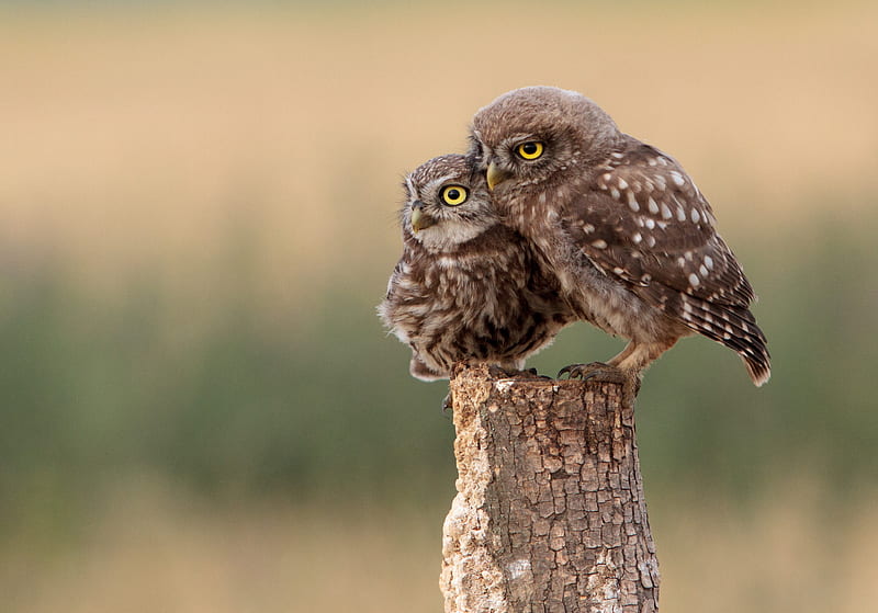two brown owls perched on wooden post, HD wallpaper