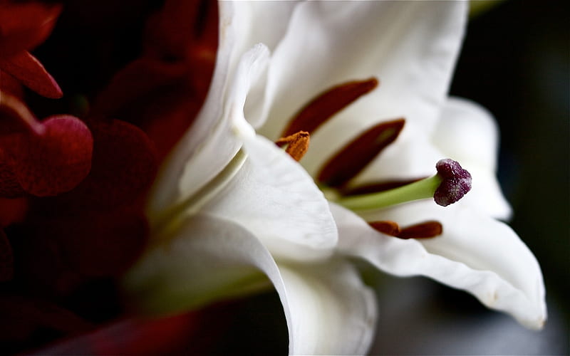 White Lily Flower-Plants, HD wallpaper