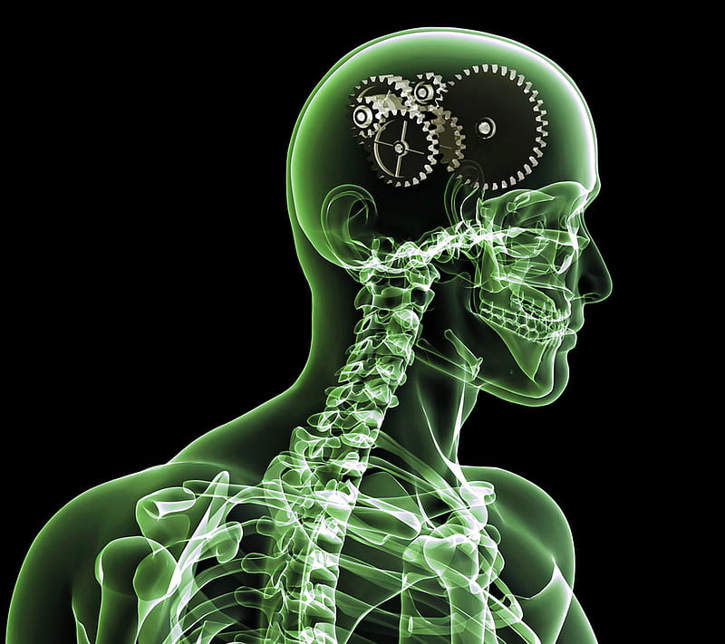 Brain Capacity, anatomy, art, funny, green, joke, skeleton, skull, x-ray,  HD wallpaper | Peakpx