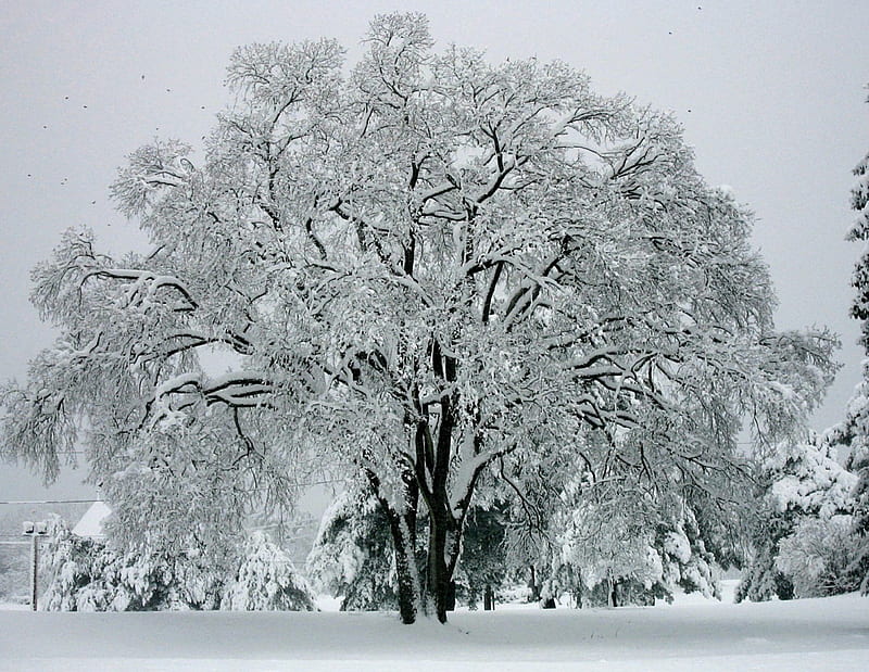 Magic of Winter, snow covered, winter, huge tree, HD wallpaper